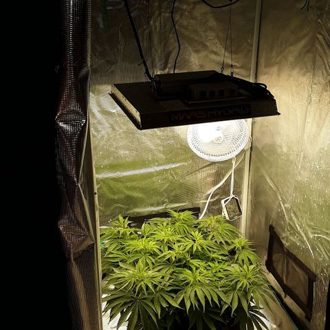 Orange sherbert auto fastbuds  growlog timeline photo