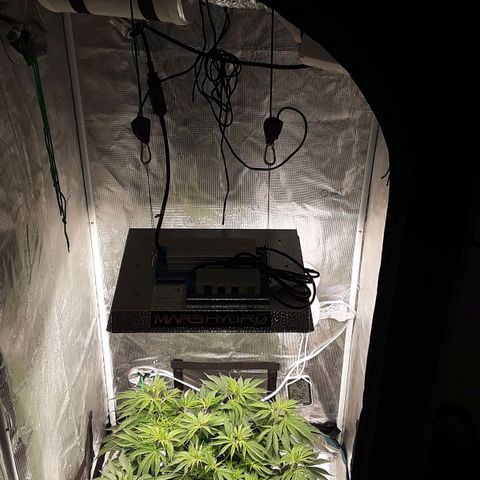 Orange sherbert auto fastbuds  growlog timeline photo