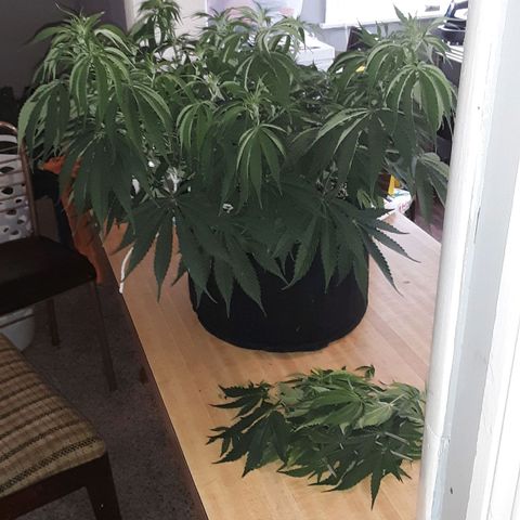 Orange sherbert auto fastbuds  growlog timeline photo