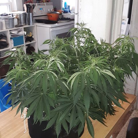 Orange sherbert auto fastbuds  growlog timeline photo