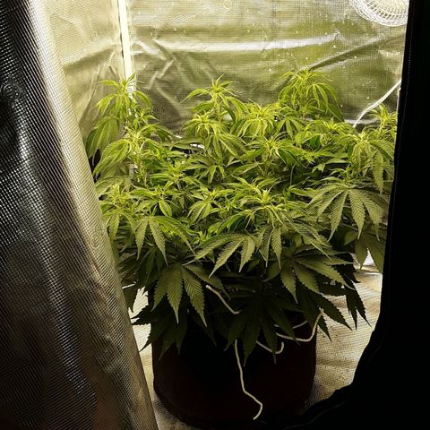 Orange sherbert auto fastbuds  growlog timeline photo