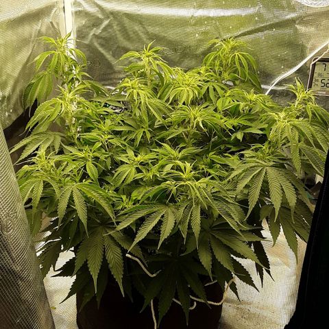 Orange sherbert auto fastbuds  growlog timeline photo