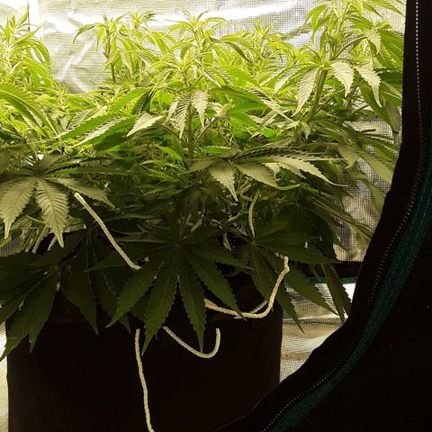 Orange sherbert auto fastbuds  growlog timeline photo
