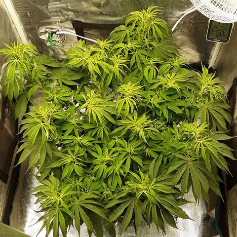 Orange sherbert auto fastbuds  growlog timeline photo