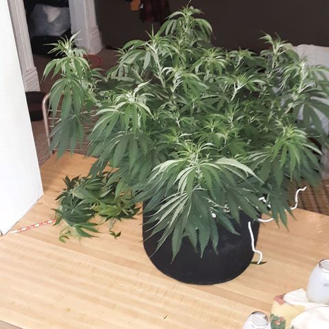 Orange sherbert auto fastbuds  growlog timeline photo