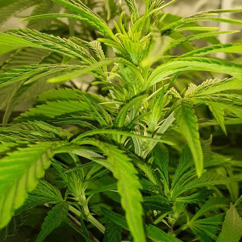 Orange sherbert auto fastbuds  growlog timeline photo