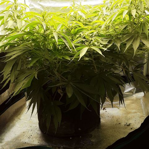 Orange sherbert auto fastbuds  growlog timeline photo