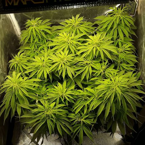 Orange sherbert auto fastbuds  growlog timeline photo