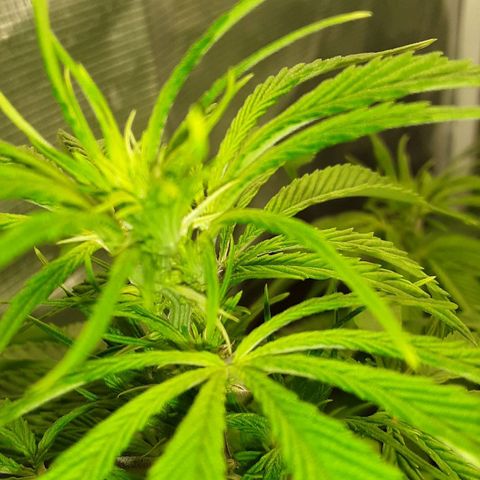 Orange sherbert auto fastbuds  growlog timeline photo