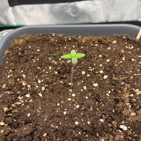Strawberry Gorilla Auto growlog timeline photo