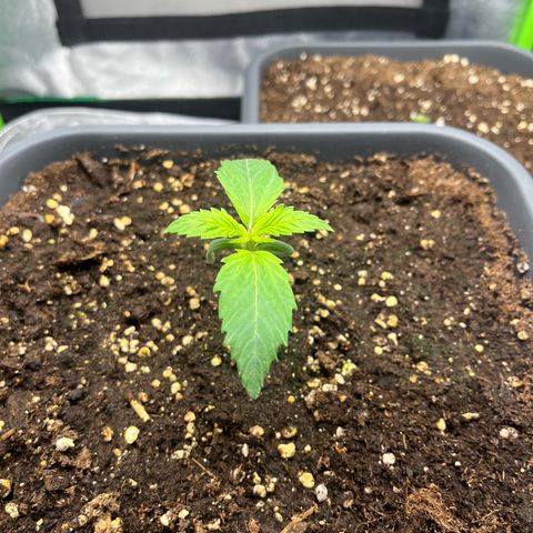 Strawberry Gorilla Auto growlog timeline photo