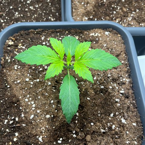Strawberry Gorilla Auto growlog timeline photo