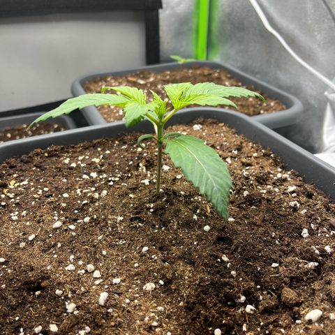 Strawberry Gorilla Auto growlog timeline photo