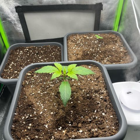 Strawberry Gorilla Auto growlog timeline photo