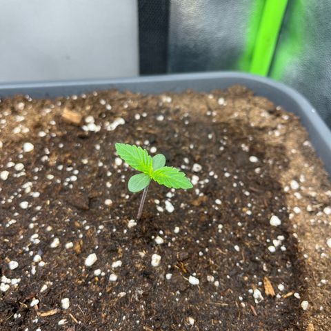 Papaya Cookies Auto growlog timeline photo