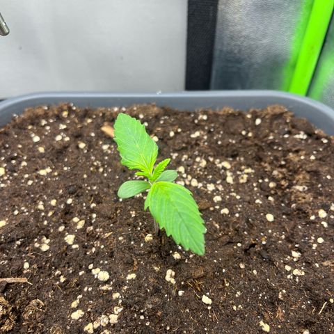 Papaya Cookies Auto growlog timeline photo