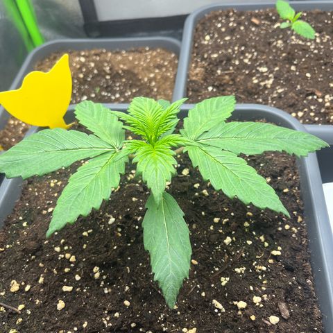 Strawberry Gorilla Auto growlog timeline photo