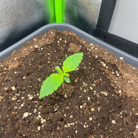 Banana Purple Punch Auto growlog timeline photo
