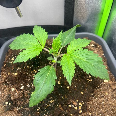 Papaya Cookies Auto growlog timeline photo