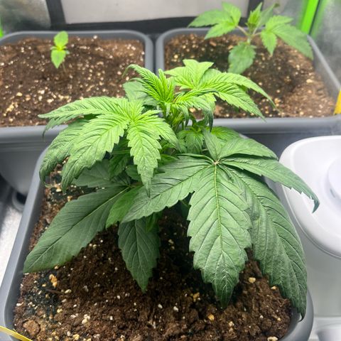 Strawberry Gorilla Auto growlog timeline photo