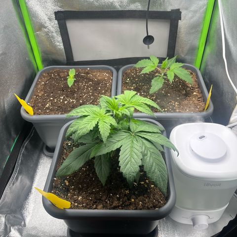 Papaya Cookies Auto growlog timeline photo