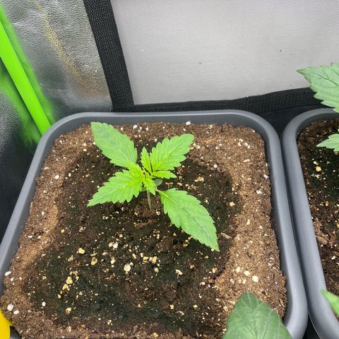 Banana Purple Punch Auto growlog timeline photo