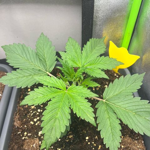 Papaya Cookies Auto growlog timeline photo