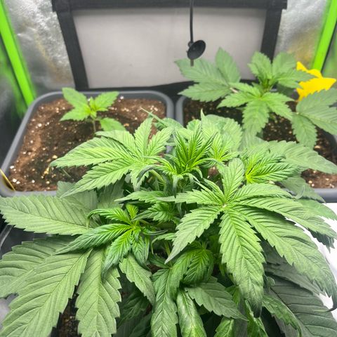 Strawberry Gorilla Auto growlog timeline photo