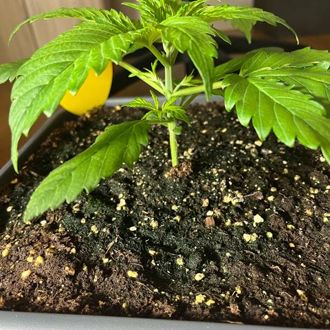 Banana Purple Punch Auto growlog timeline photo