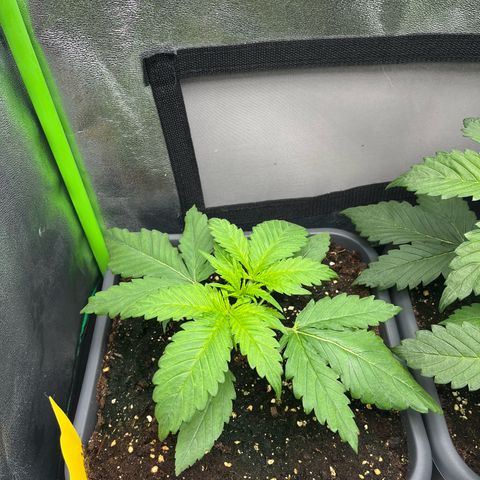 Banana Purple Punch Auto growlog timeline photo