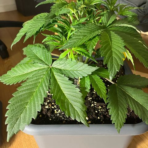 Papaya Cookies Auto growlog timeline photo