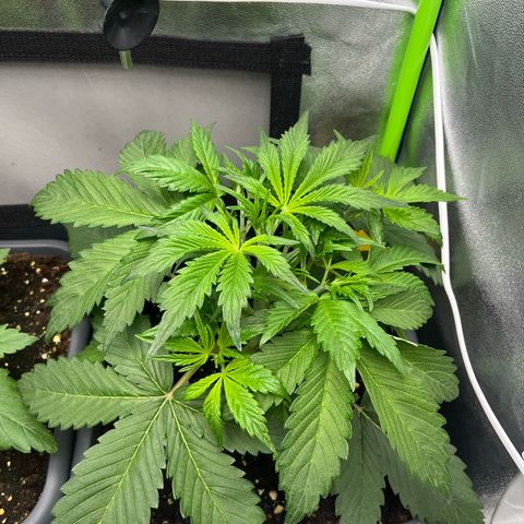 Papaya Cookies Auto growlog timeline photo