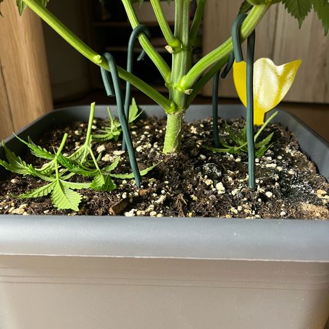 Strawberry Gorilla Auto growlog timeline photo