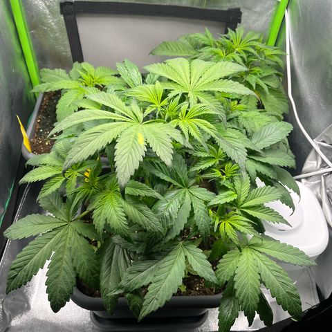 Strawberry Gorilla Auto growlog timeline photo