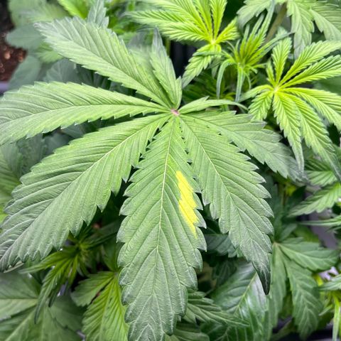 Strawberry Gorilla Auto growlog timeline photo