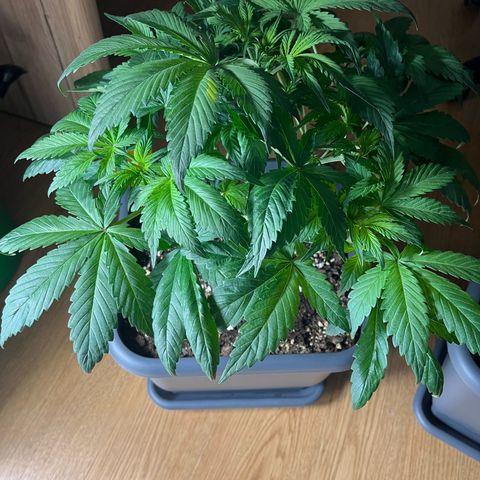 Strawberry Gorilla Auto growlog timeline photo