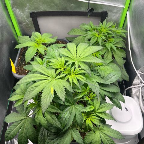 Papaya Cookies Auto growlog timeline photo