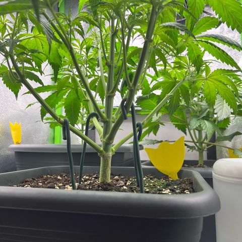 Strawberry Gorilla Auto growlog timeline photo