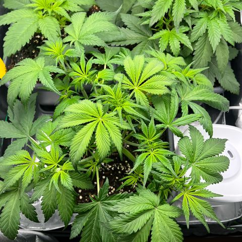 Strawberry Gorilla Auto growlog timeline photo