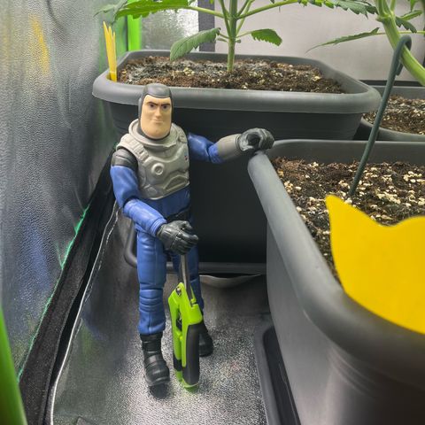 Banana Purple Punch Auto growlog timeline photo
