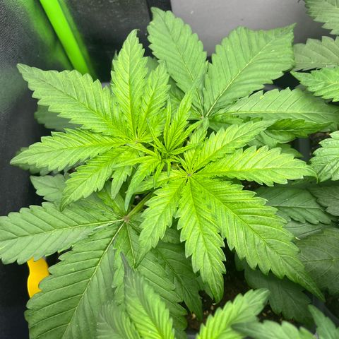 Banana Purple Punch Auto growlog timeline photo