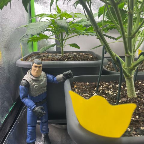 Strawberry Gorilla Auto growlog timeline photo