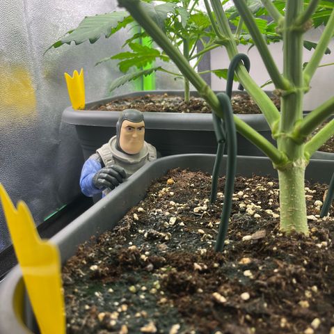 Strawberry Gorilla Auto growlog timeline photo