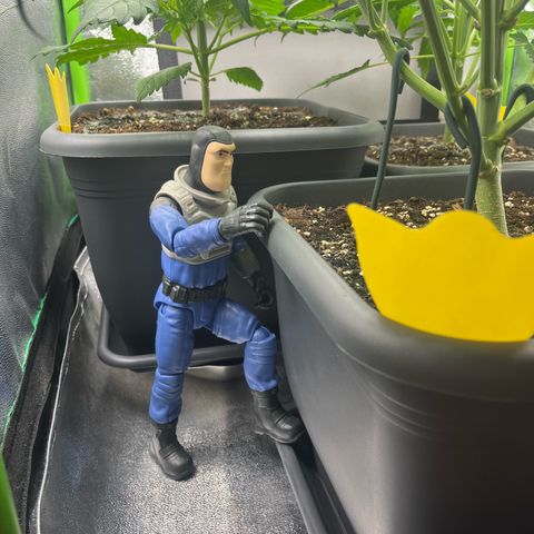 Strawberry Gorilla Auto growlog timeline photo
