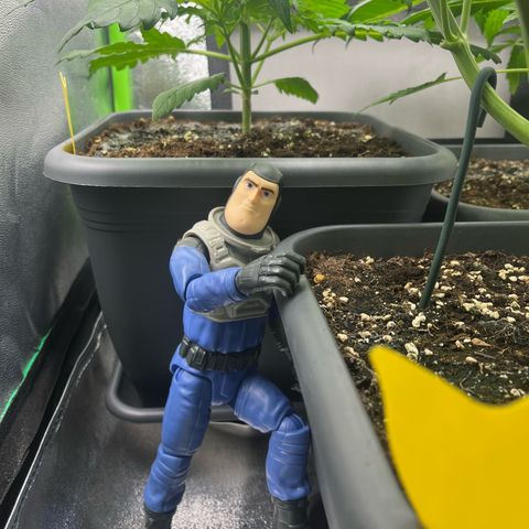 Strawberry Gorilla Auto growlog timeline photo