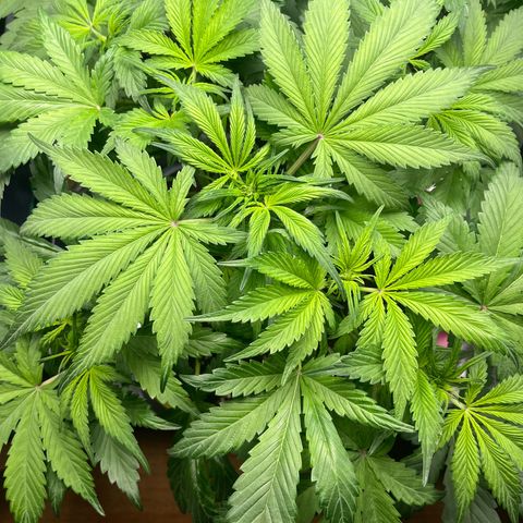 Strawberry Gorilla Auto growlog timeline photo