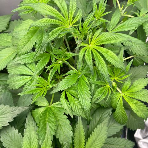 Papaya Cookies Auto growlog timeline photo
