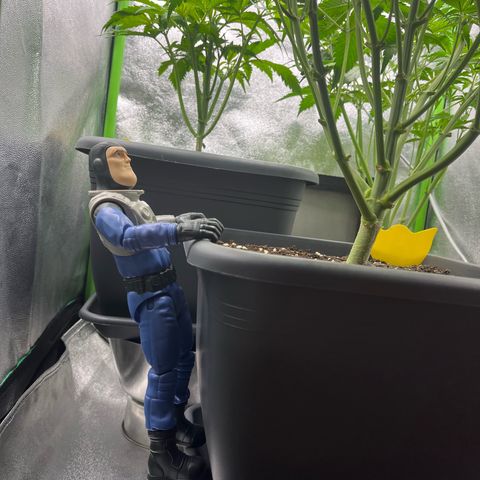 Strawberry Gorilla Auto growlog timeline photo