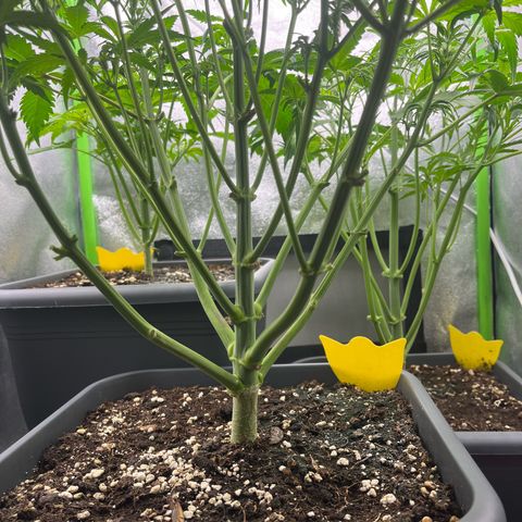Strawberry Gorilla Auto growlog timeline photo