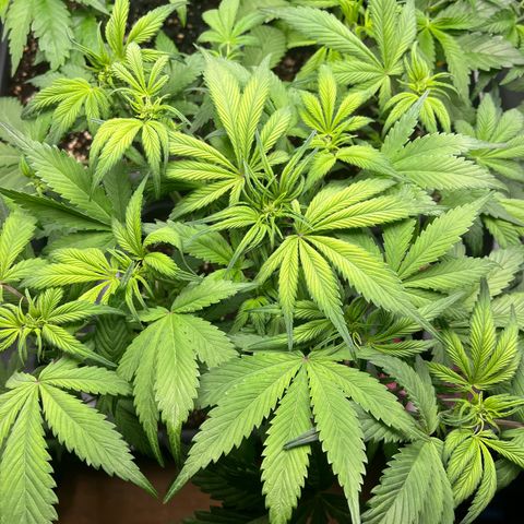 Strawberry Gorilla Auto growlog timeline photo